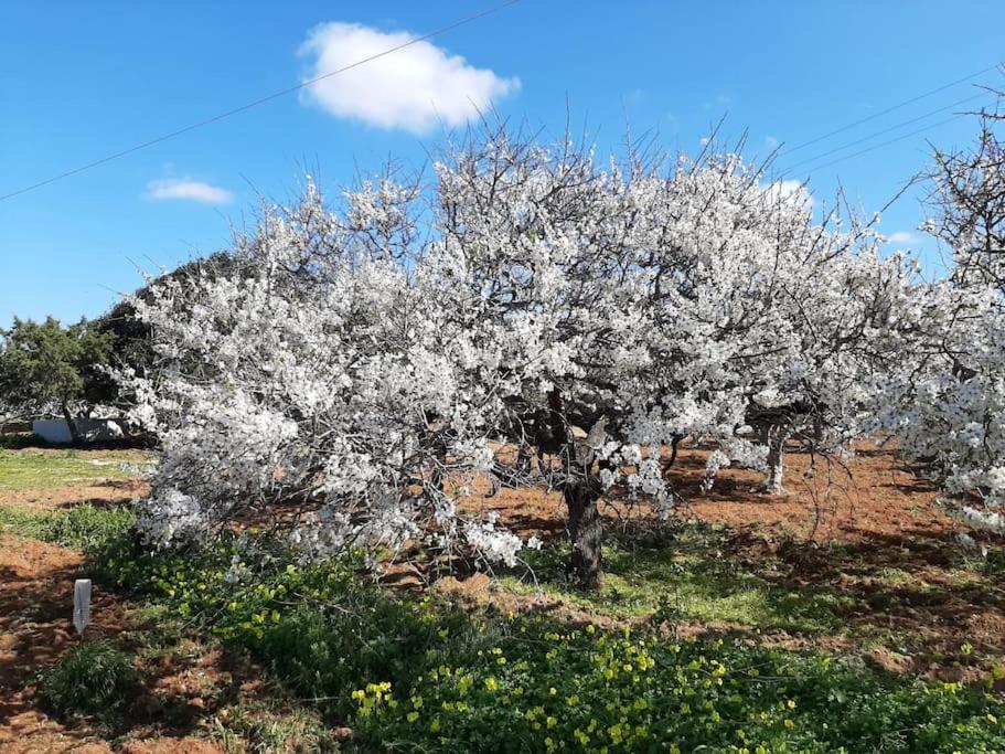 Gardenparadise Sifnaios In Paros Villa Exteriör bild