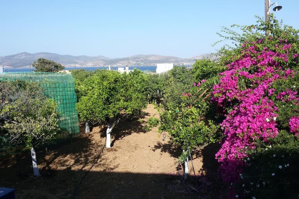 Gardenparadise Sifnaios In Paros Villa Exteriör bild