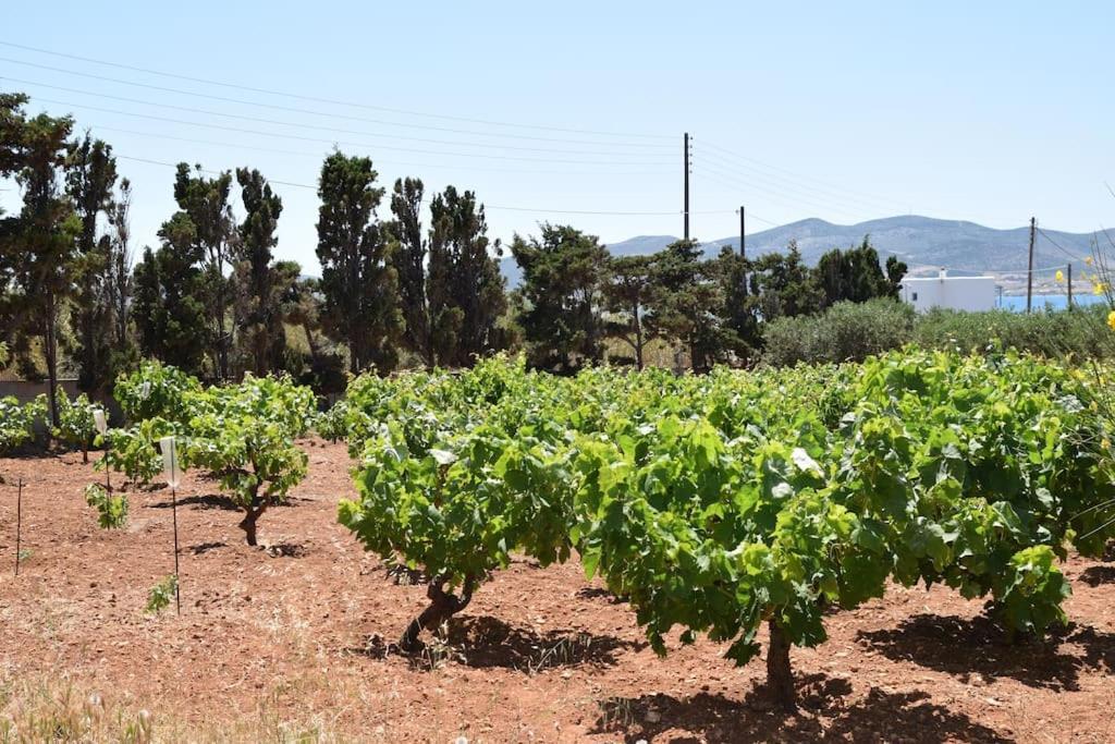 Gardenparadise Sifnaios In Paros Villa Exteriör bild